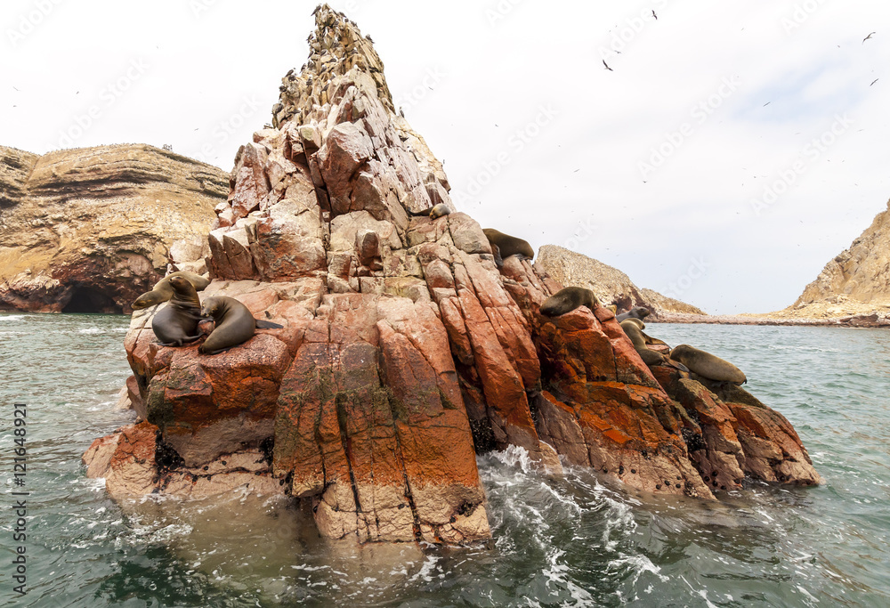 Naklejka premium sea lion on rocky formation Islas Ballestas, paracas