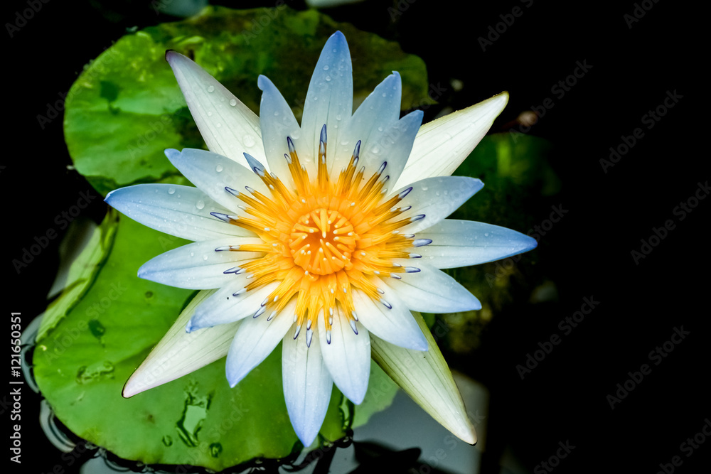 teichrose blau teichrose blau