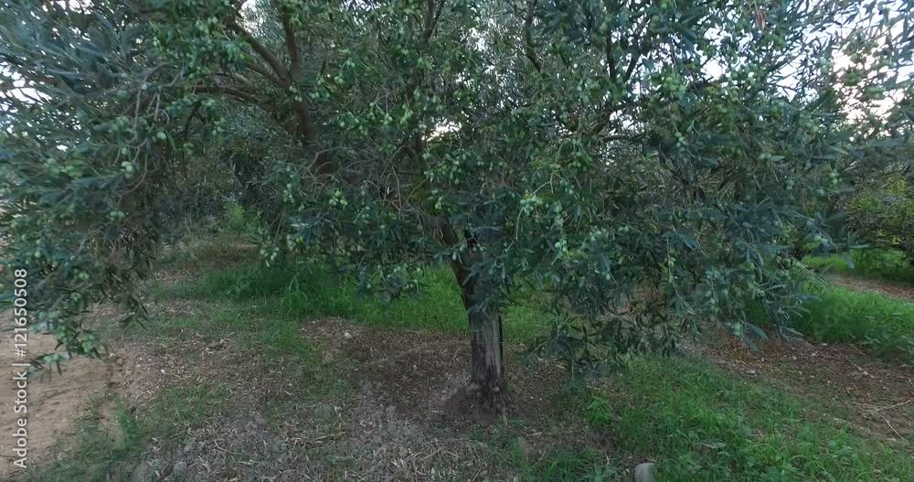 Albero di olive pronto per il raccolto in una campagna. Albero di olive pronto per il raccolto in una campagna.
