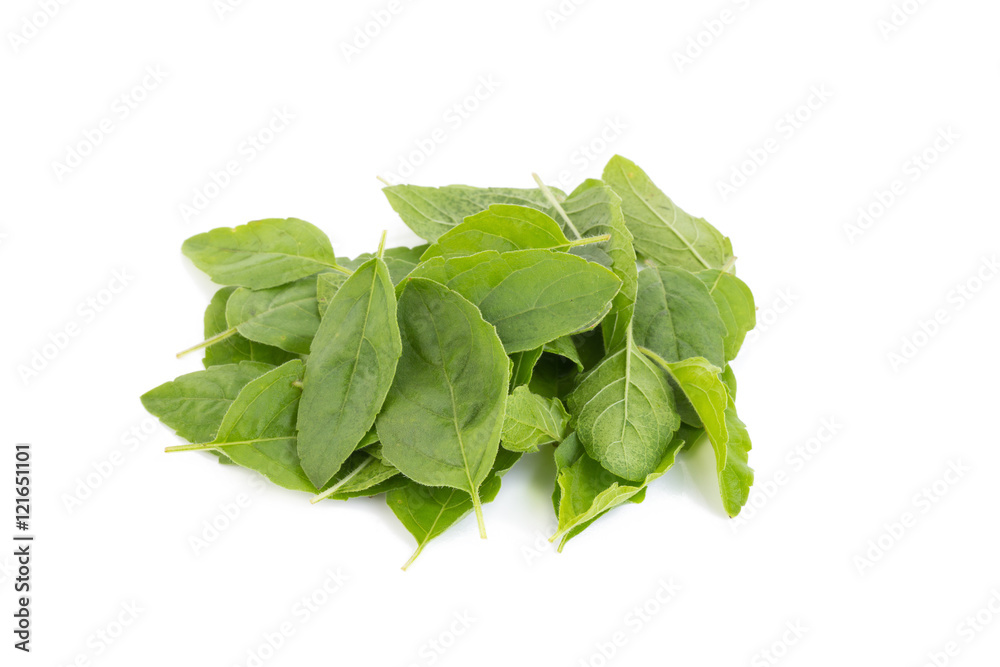 Holy Basil,Ocimum sanctum isolate on white Holy Basil,Ocimum sanctum isolate on white