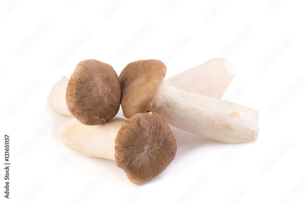 King Oyster mushroom (Eringi) on white backgroud King Oyster mushroom (Eringi) on white backgroud