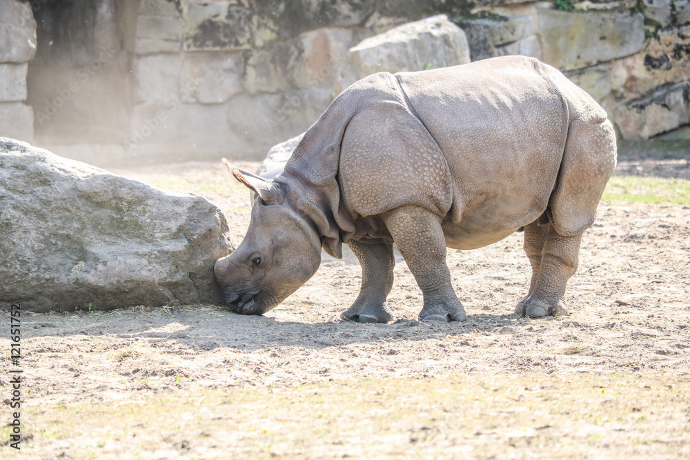 kleines Nashorn kleines Nashorn
