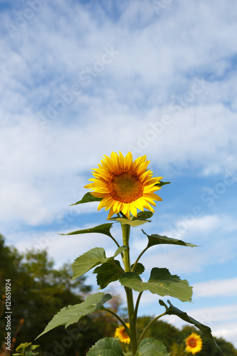 Sunflower alone in the field