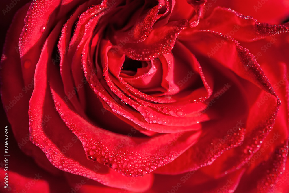 Red scarlet rose closeup macro with water drops background Red scarlet rose closeup macro with water drops background