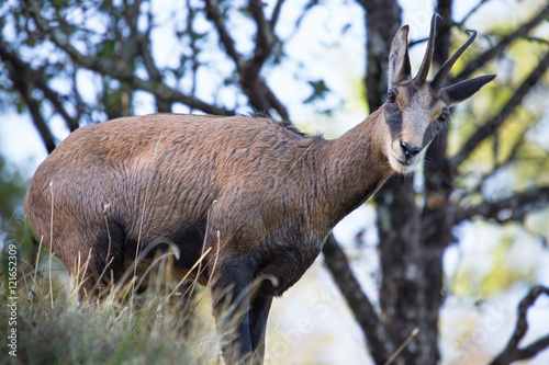 Chamois sauvage dans le Jura - Franche-Comt  