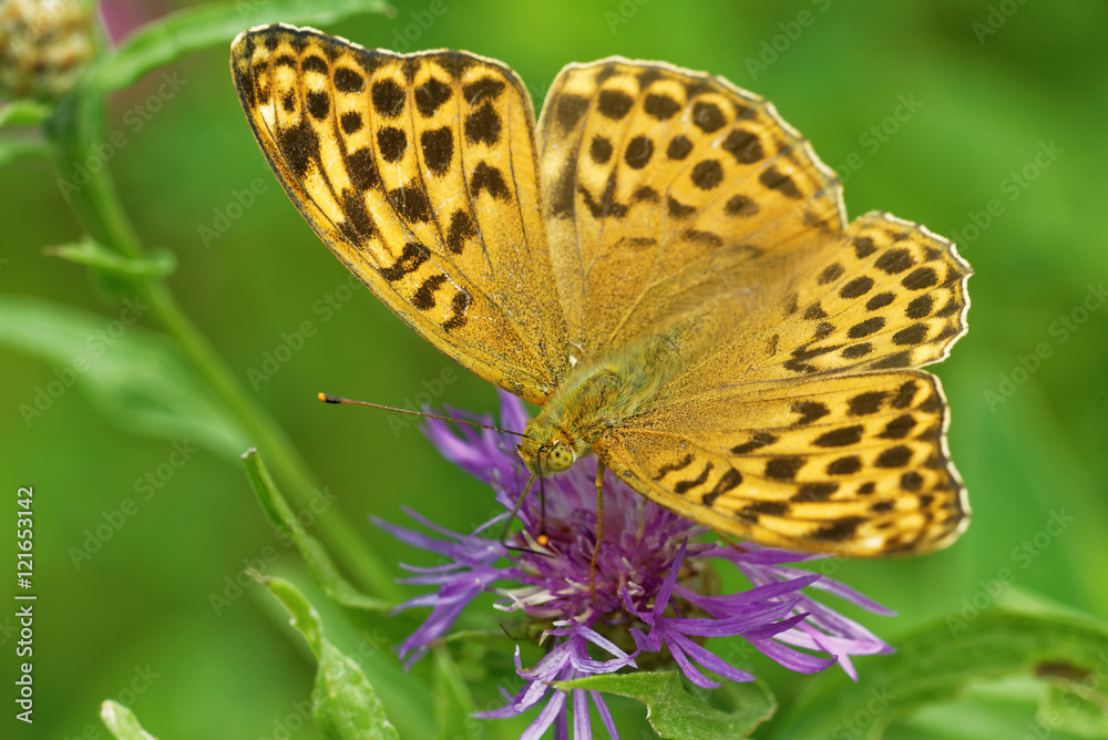 Obraz premium Silver-washed fritillary