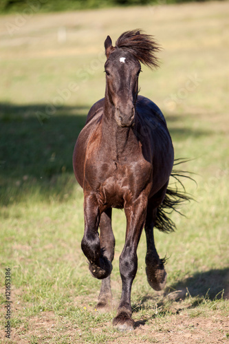 Wallpaper Mural Young horse in gallop head-on to the camera Torontodigital.ca