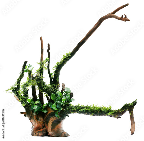 Java moss and anubias tied in bogwood photo