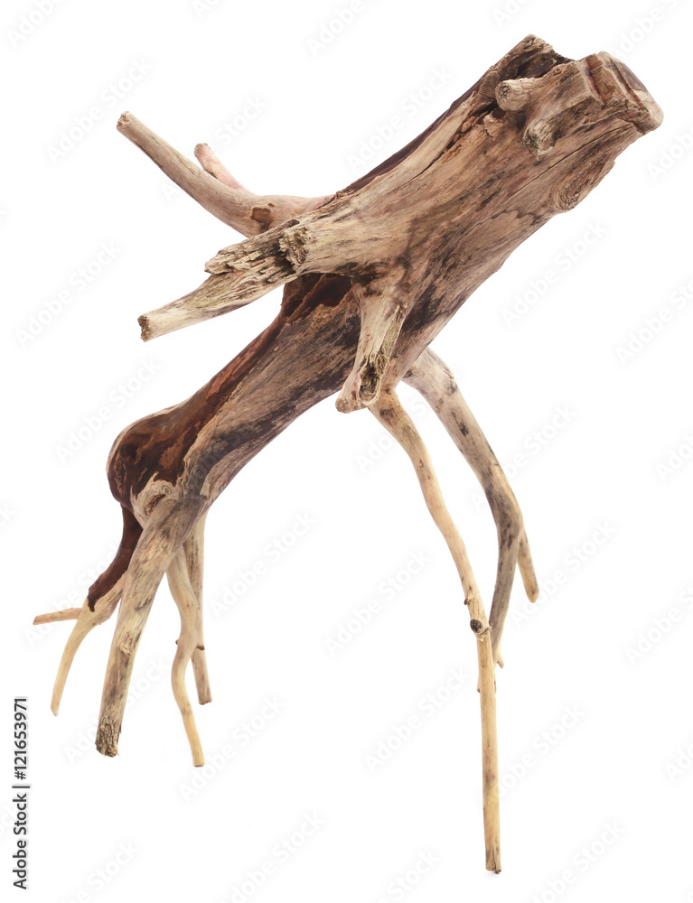 Fototapeta premium Driftwood
