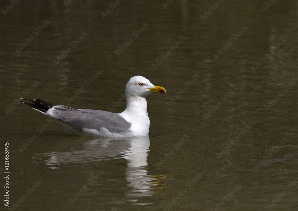Mouette rieuse de Camargue - Pont de gau Mouette rieuse de Camargue - Pont de gau