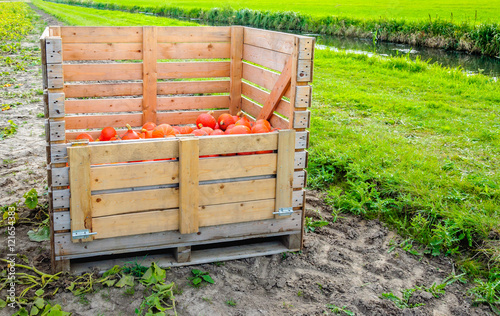 Partially filled wooden crate with harvested small orange pumpki