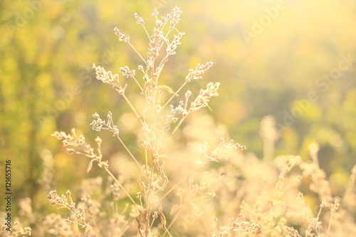 трава на солнце © lyusien