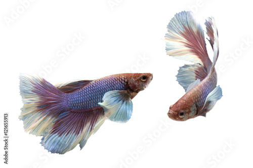Siam Fighting Fish on white background.