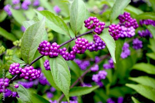 
Closeup of beautyberry (Callicarpa dichotoma) fruit. photo