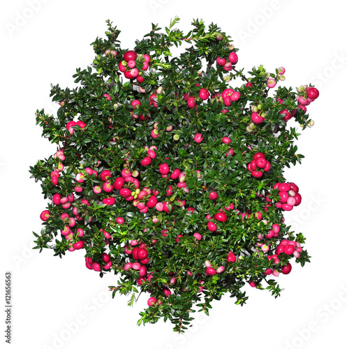 Evergreen Gaultheria mucronata plant with red berries