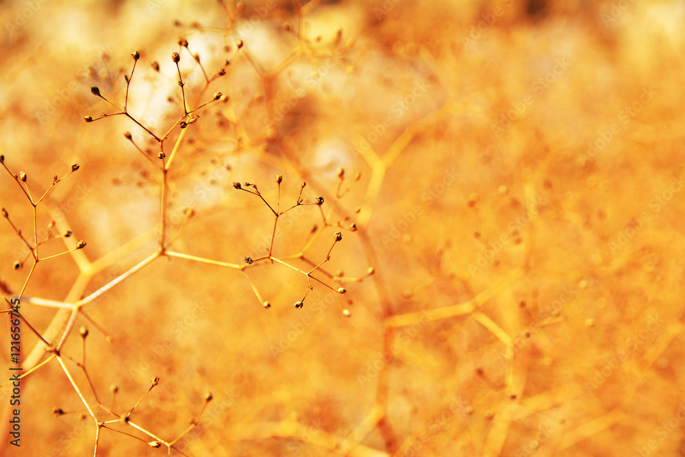 Colorful nature abstract background. Wild plants in autumn. Colorful nature abstract background. Wild plants in autumn.
