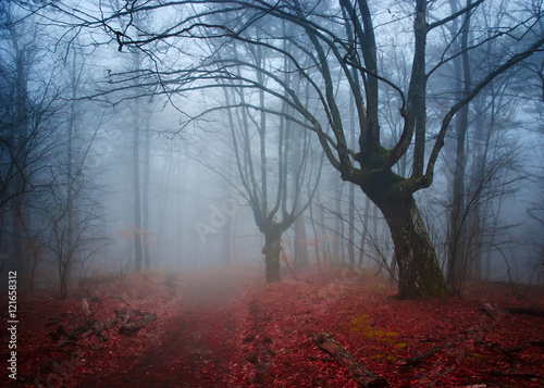 Gloomy misty country road in autumn forest. Shallow depth of fie
