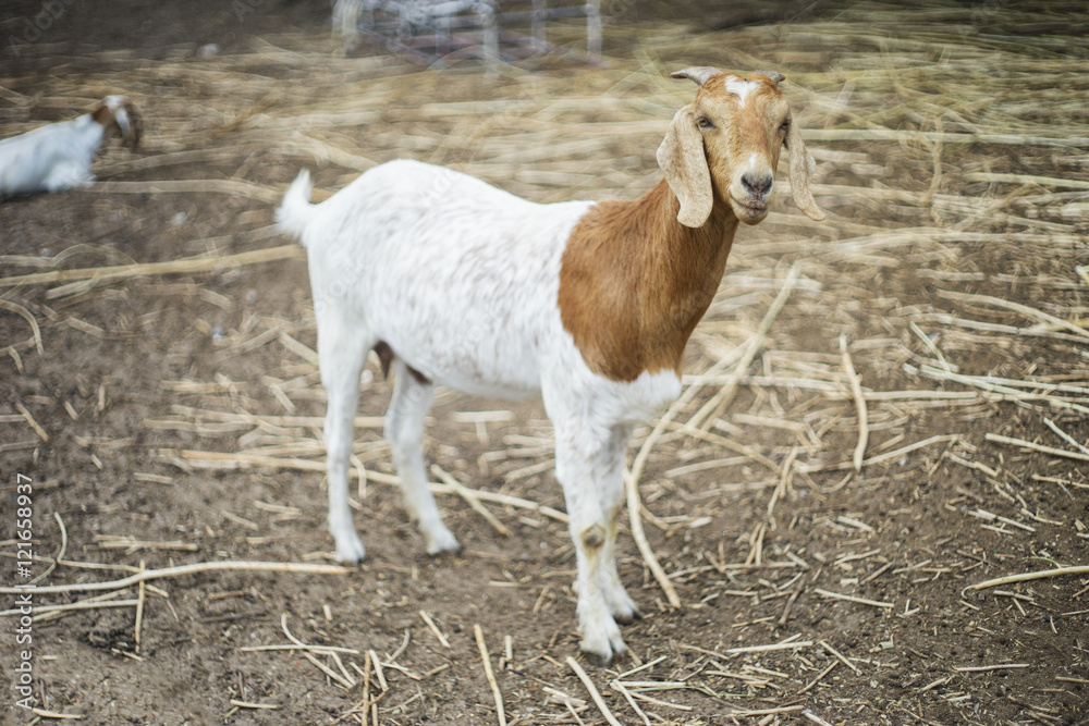 portrait of goat on a ground field ,selective focus,filtered image portrait of goat on a ground field ,selective focus,filtered image