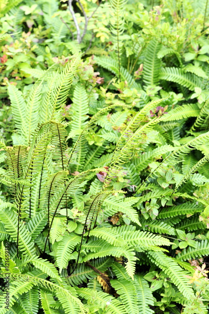 The evergreen fern Blechnum spicant in its natural environment The evergreen fern Blechnum spicant in its natural environment