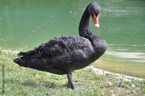 Black swan on a pond background