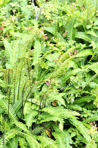 The evergreen fern Blechnum spicant in its natural environment photo