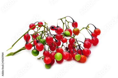 Poisonous berries from bittersweet nightshade isolated on white background