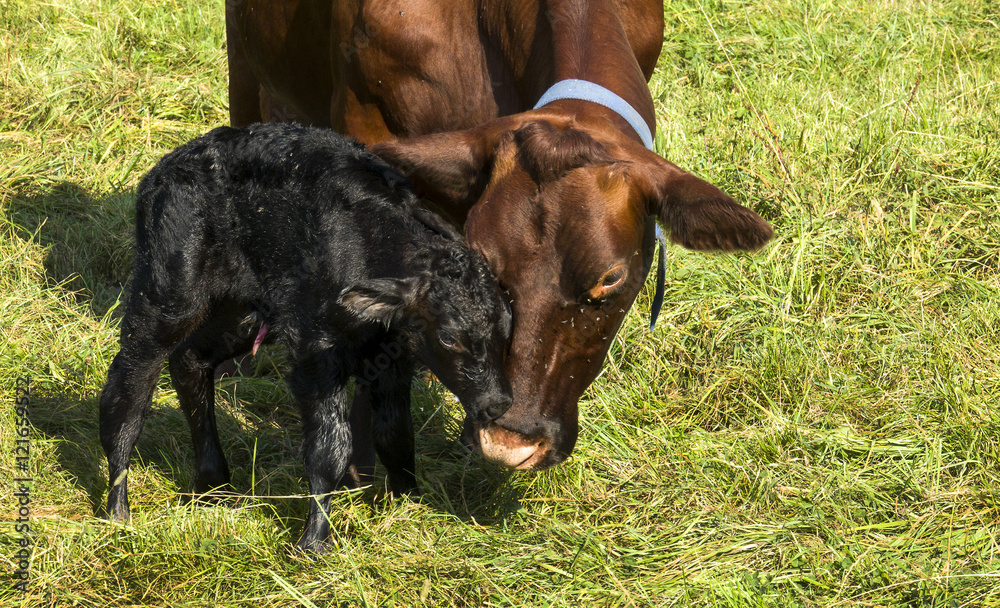 Neugeborenes Kalb mit Mutterkuh Neugeborenes Kalb mit Mutterkuh