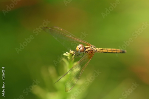 Dragonfly, insect, animal, nature,macro,bug.