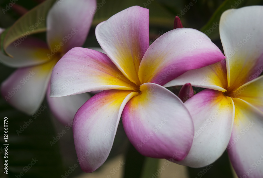 Fototapeta premium Tropical flower