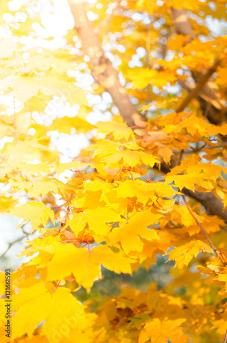 Yellow maple leaves.