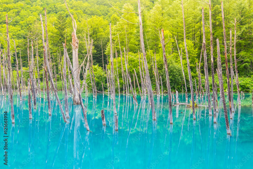 Dried tree in the blue pond with green forest background