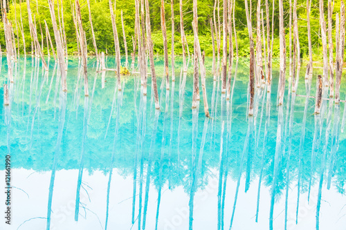 Blue pond with dried trees