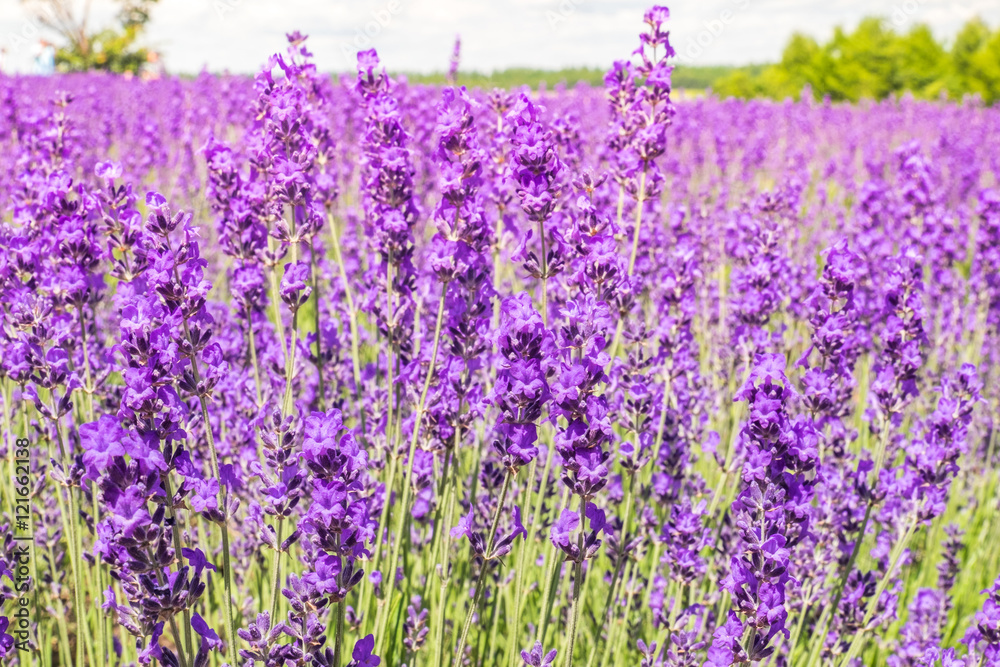 Fototapeta premium Lavender farm the blooming in summer