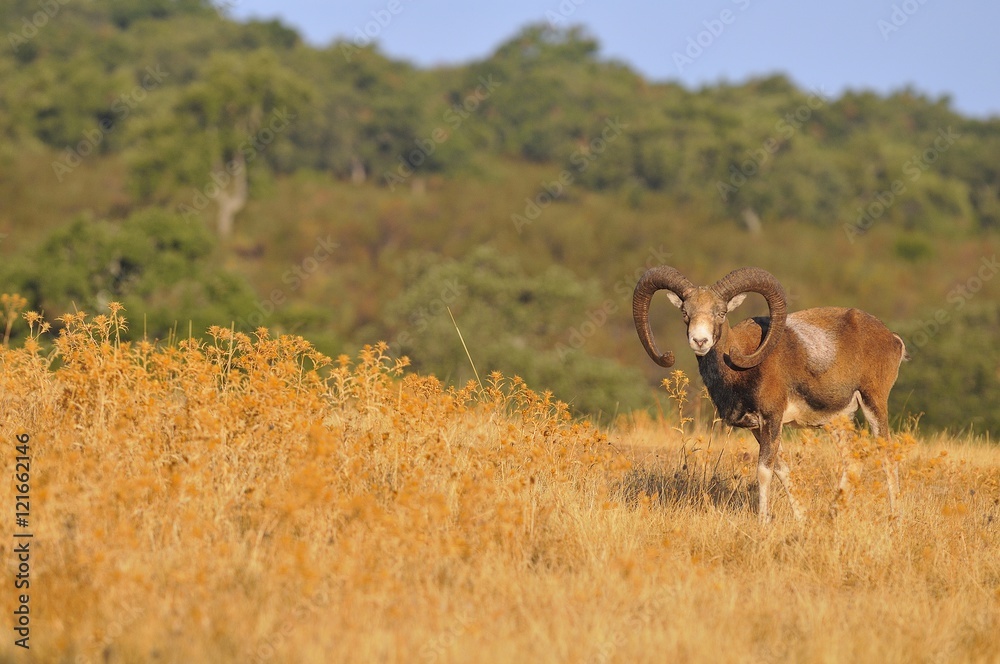 Fototapeta premium European mouflon in the field.