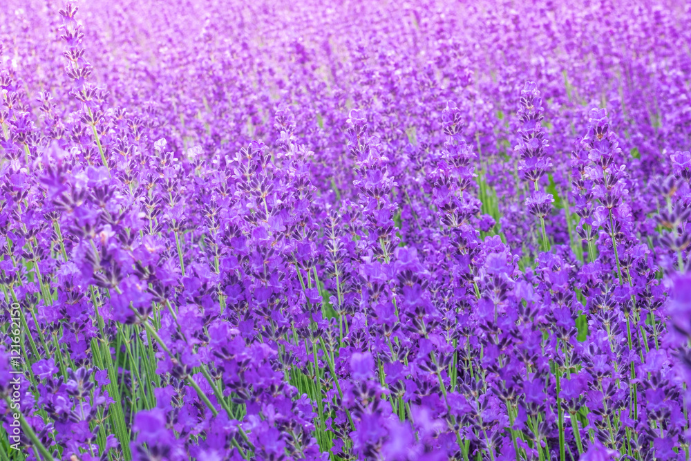 Lavender flower field background