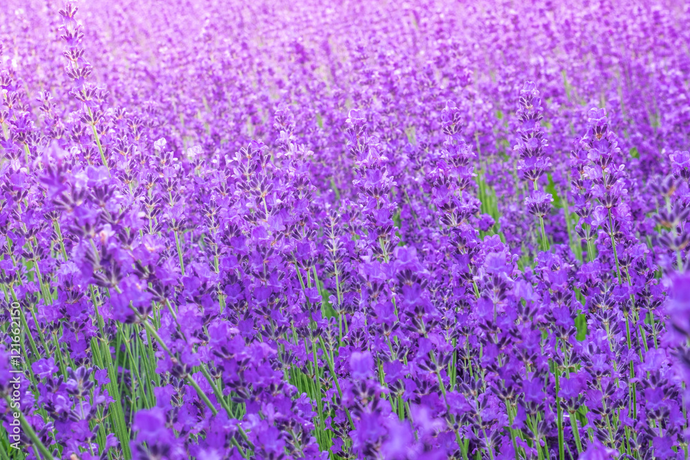 Obraz premium Lavender flower field background