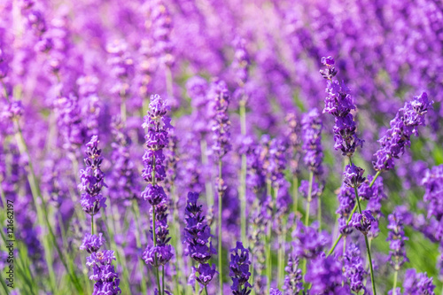 Lavender flower on the field © Pattanasak Suksri