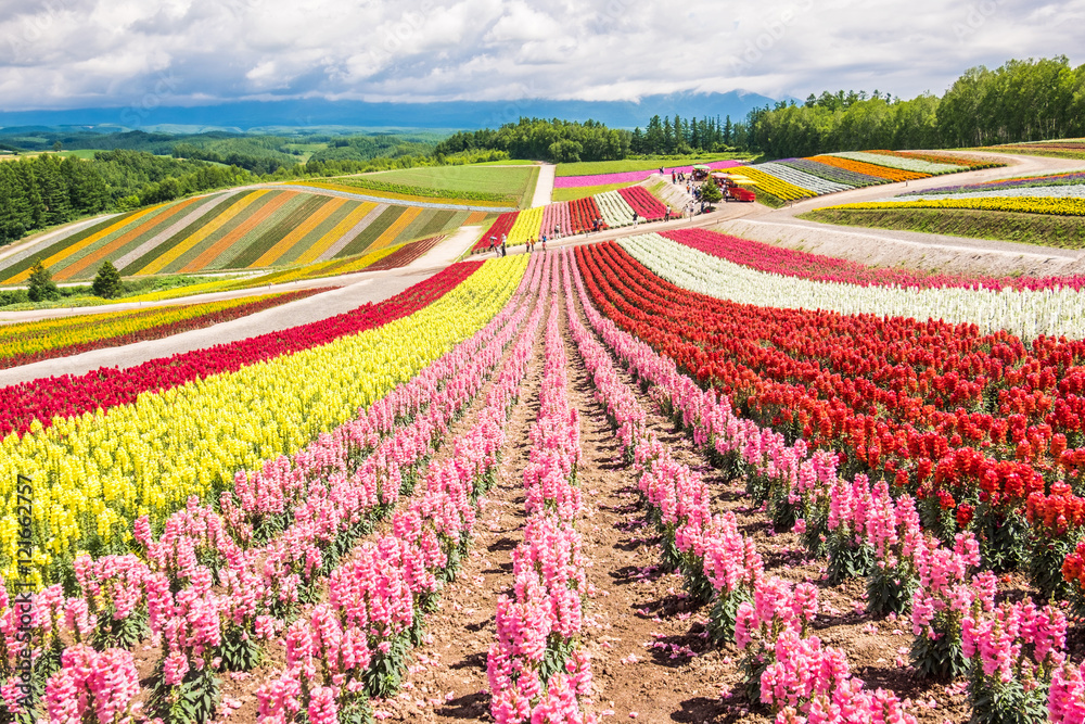 Colorful flower garden on the hill at Hokkaido, Japan