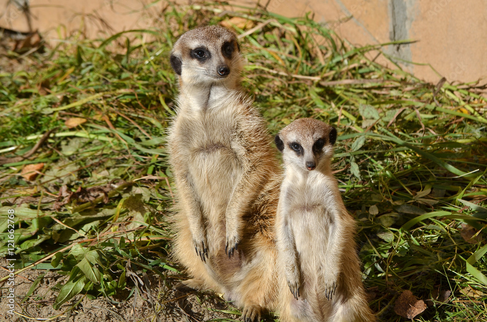 Fototapeta premium Сурикаты.