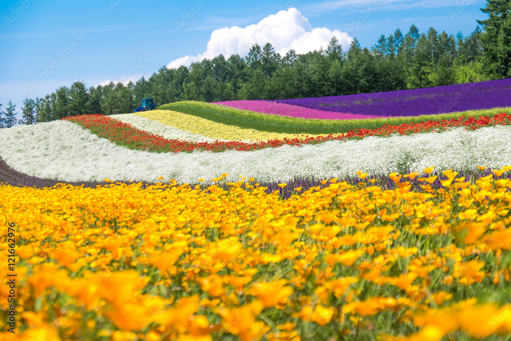Colorful Tomita farm in the summer of Hokkaido with blurred of foreground flowers - obrazy, fototapety, plakaty 