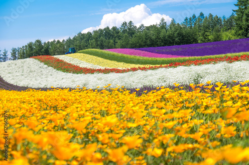 Colorful Tomita farm in the summer of Hokkaido with blurred of foreground flowers