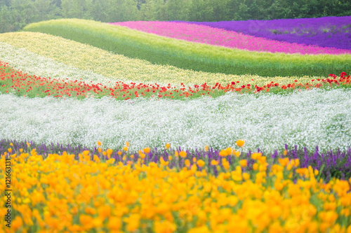 Scenic flower field in the summer of Hokkaido, Japan