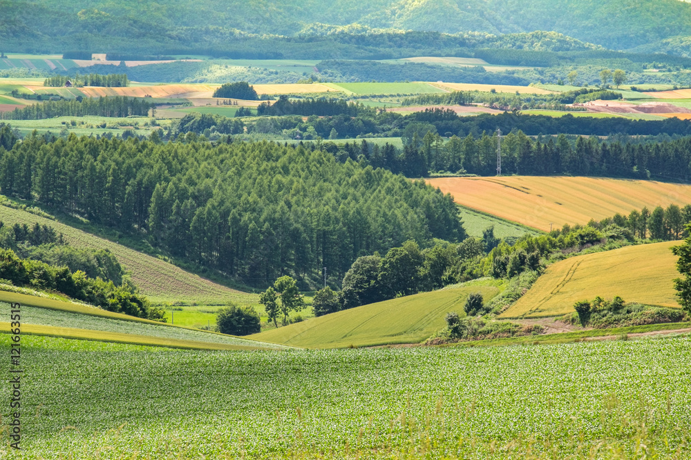 Obraz premium Field of Biei in the summer, Japan