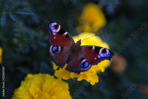 European Peacock butterfly (Inachis io) on a yellow flower