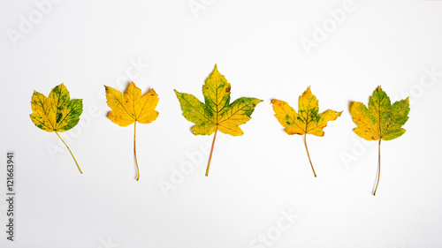 Jesienne żółte liście tło panoramiczne