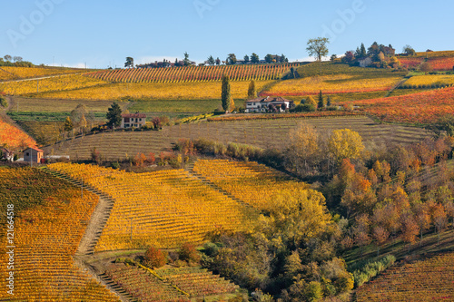 Colorful vineyards on autumnal hills of Piedmont.