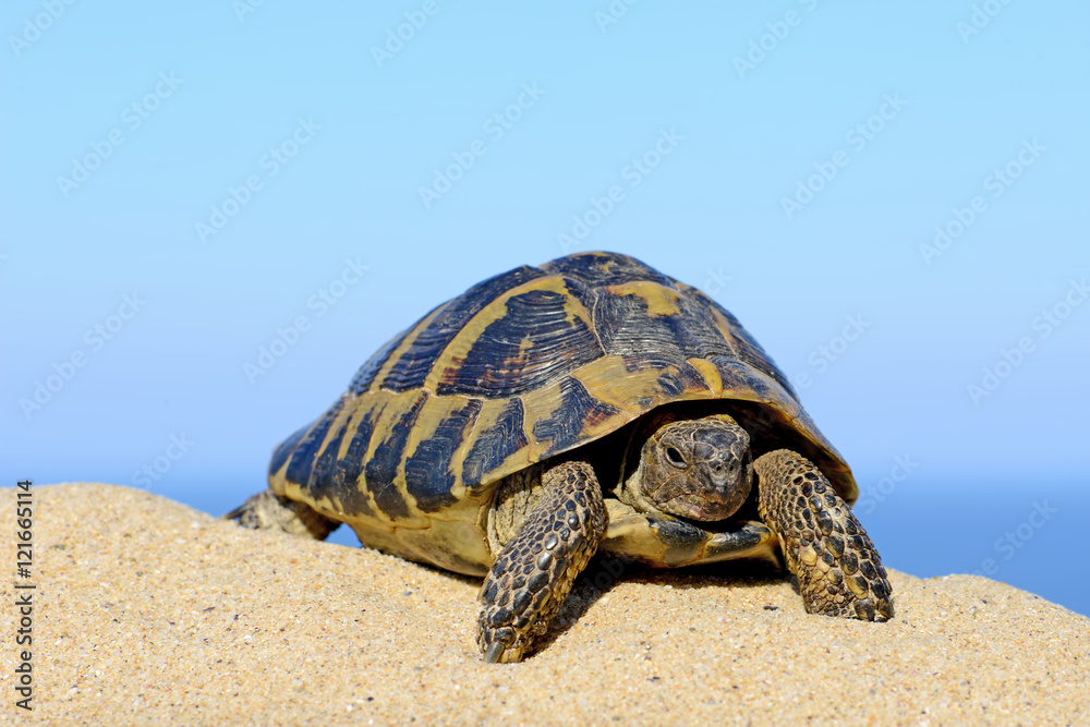 Obraz premium Hermann's Tortoise on a sandy beach close up