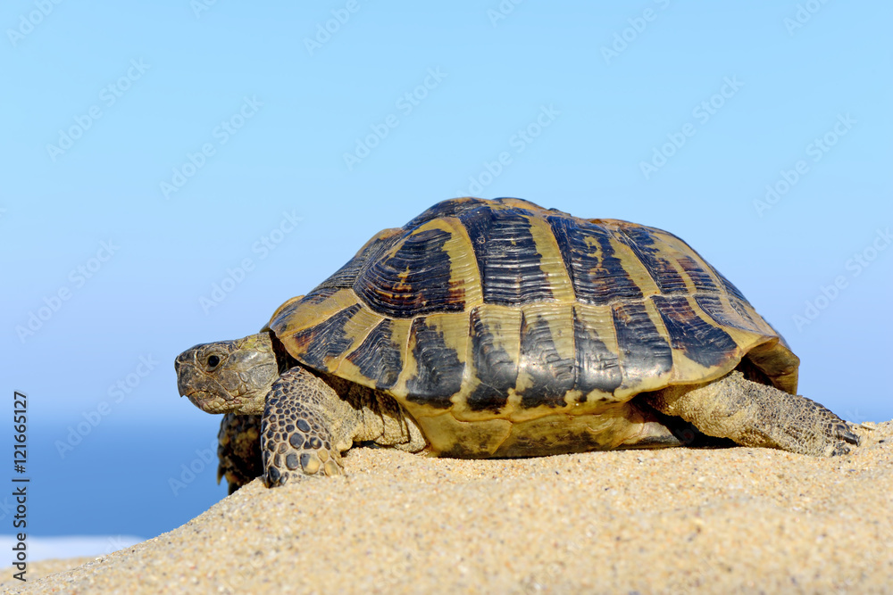 Obraz premium Hermann's Tortoise on a sandy beach close up