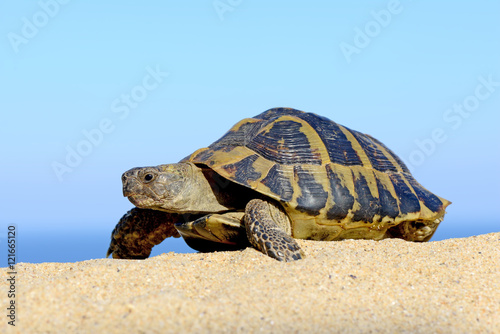 Hermann's Tortoise on a sandy beach close up
