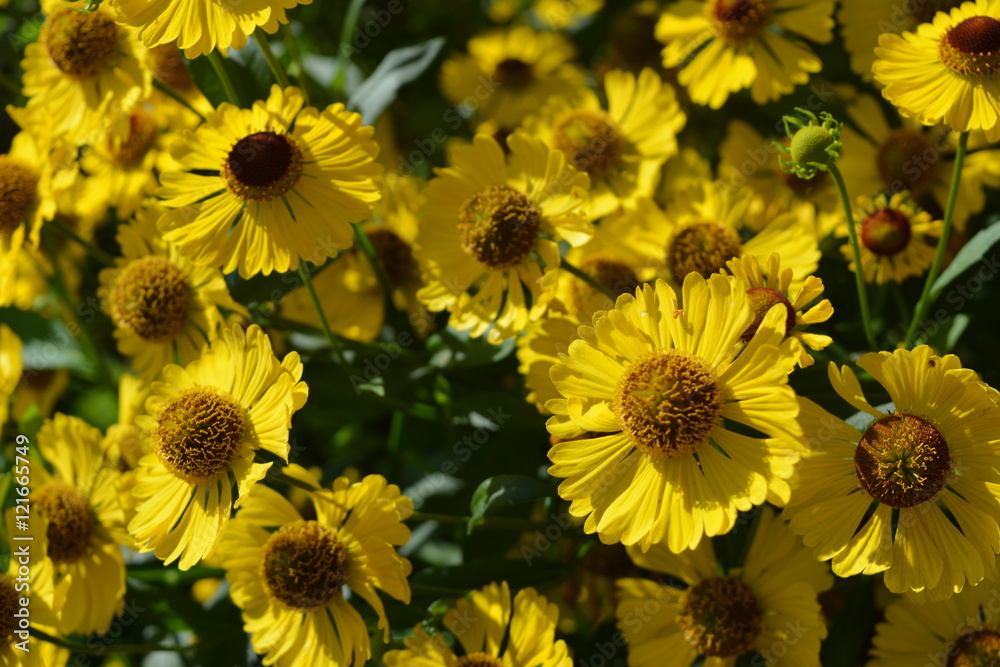 Beautiful flowers of coreopsis, texture, background, nature Beautiful flowers of coreopsis, texture, background, nature